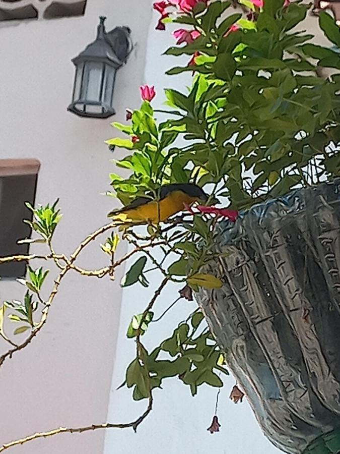 Hotel Villa Maritza Melgar Kültér fotó